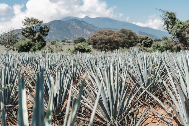 1. 100% Agave